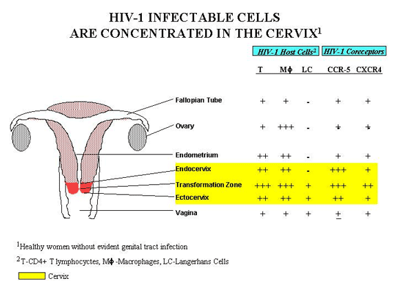 Diagram - HIV1-Infectable Cells are Concentrated in the Cervix
